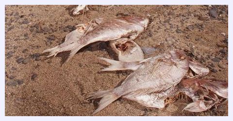 Click to enlarge Australasian snapper_1