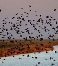 birds flying