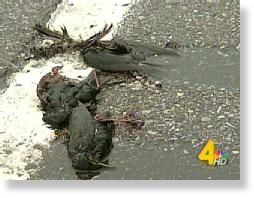 dead,birds,tennessee