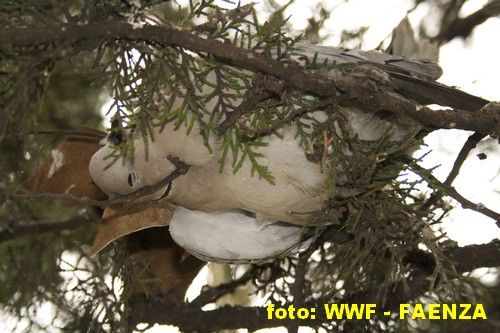dead dove