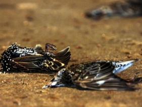dead birds