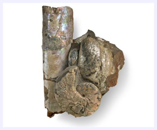 Click to enlarge Ammonite Fossil