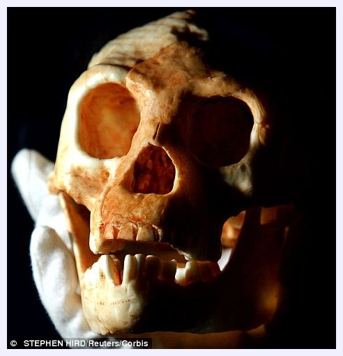 Hobbit's Skull