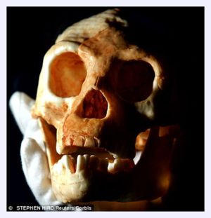 Click to enlarge Hobbit's Skull