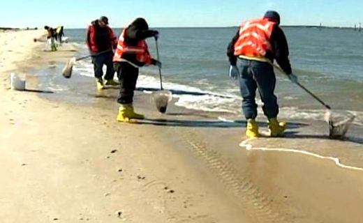 Alabama tar ball clean up