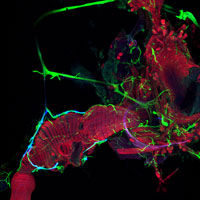Click to enlarge fruit fly research