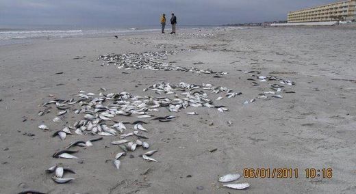 dead fish, south carolina