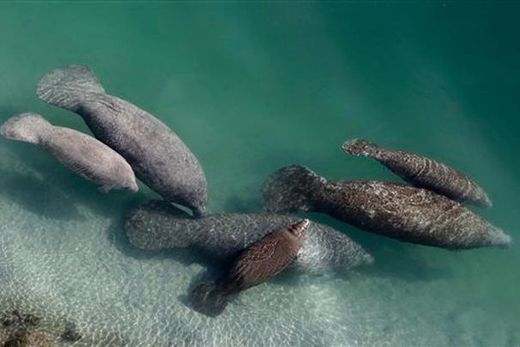 manatees