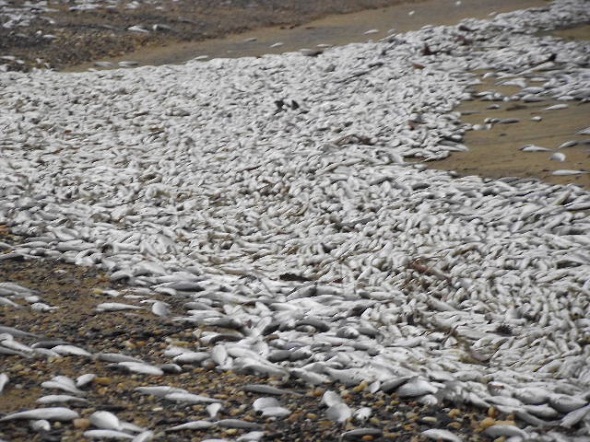 dead fish