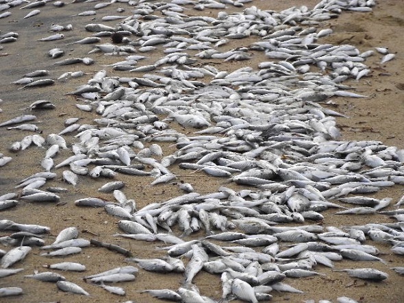 dead fish