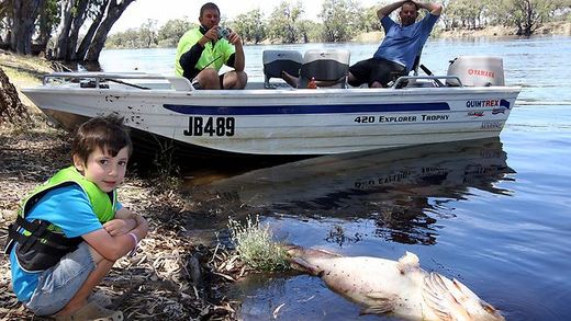 dead fish