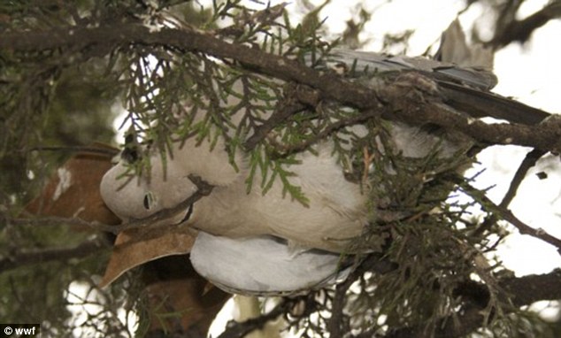 dead dove