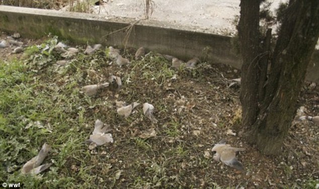 dead dove
