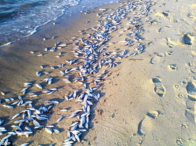 dead fish,florida