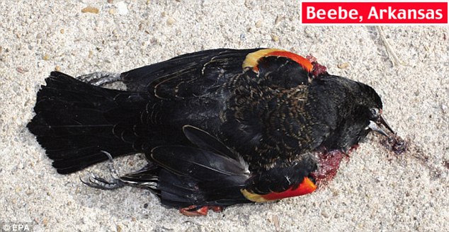 dead black bird