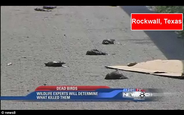 dead birds