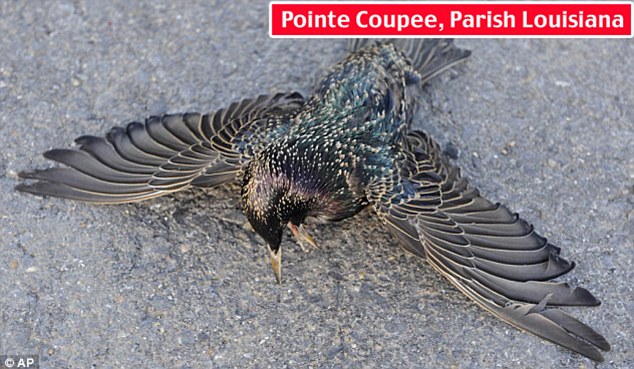 dead bird