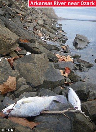 dead drum fish