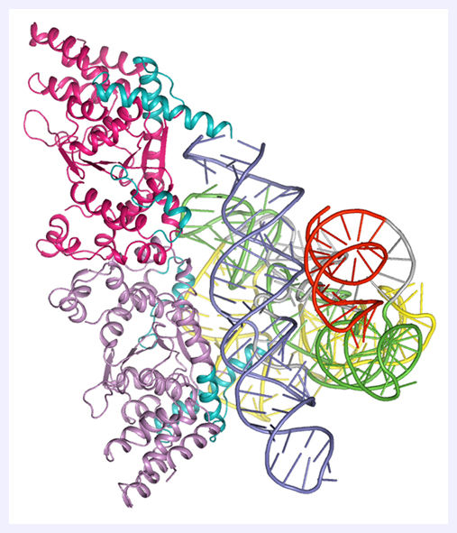 Click to enlarge RNA Molecule