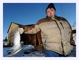 Click to enlarge Dead Pigeons