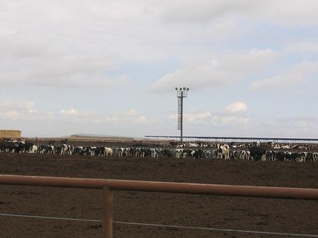 Click to enlarge dairy cows