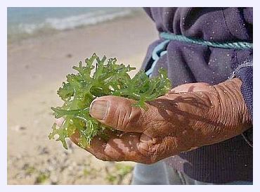 Seaweed