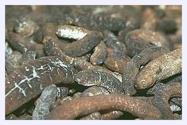 Click to enlarge Sea Cucumber