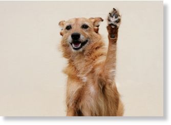 dog raises paw