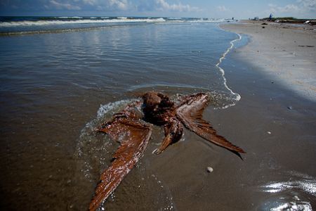Click to enlarge oiled pelican/gulf