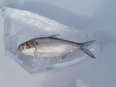 Click to enlarge dead fish
