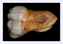 Click to enlarge Denisovans_1