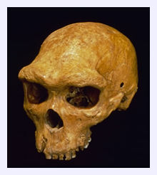 Click to enlarge Denisovans_3
