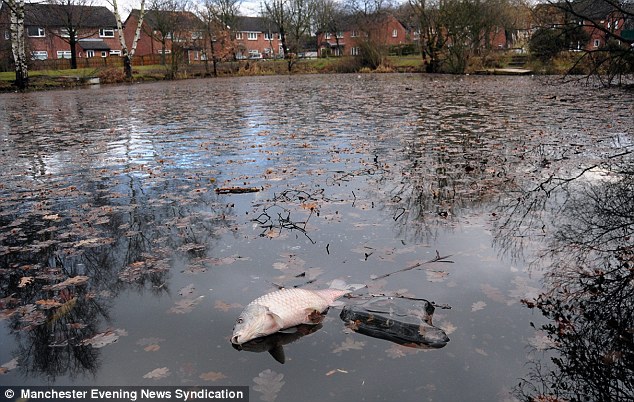 Click to enlarge dead fish