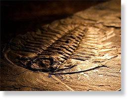 trilobite 