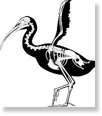 Click to enlarge Image