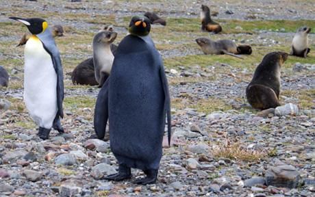 Click to enlarge black penguin