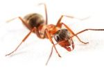 Click to enlarge Fire Ant