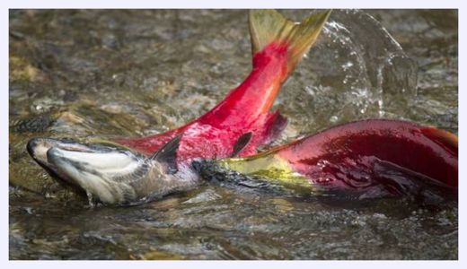 Sockeye Salmon