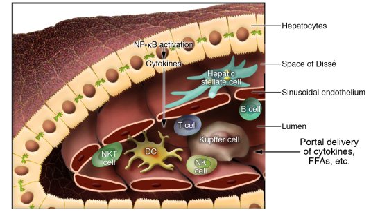 Click to enlarge liver endothelial cells