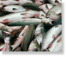 dead fish