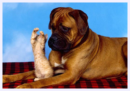 Pets