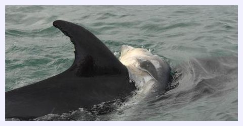 Dead Dolphin Calf