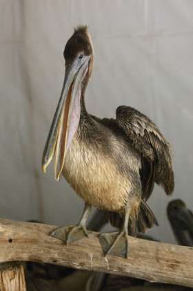 pelican