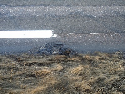dead birds