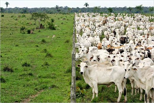 cattle @ fence