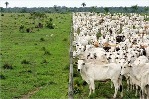 cattle @ fence
