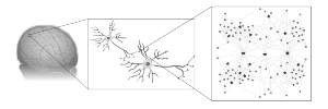 protiens brain diseases