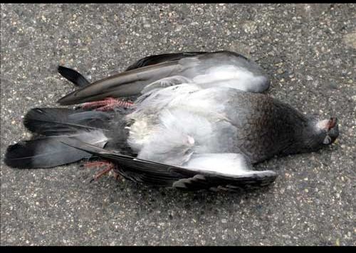 Dead blackbird