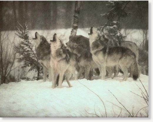 Click to enlarge wolf pack