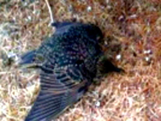 Click to enlarge dead,bird,colorado